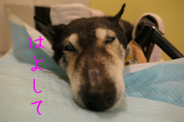 往診の日(目が開かない)_f0369014_11162406.jpg