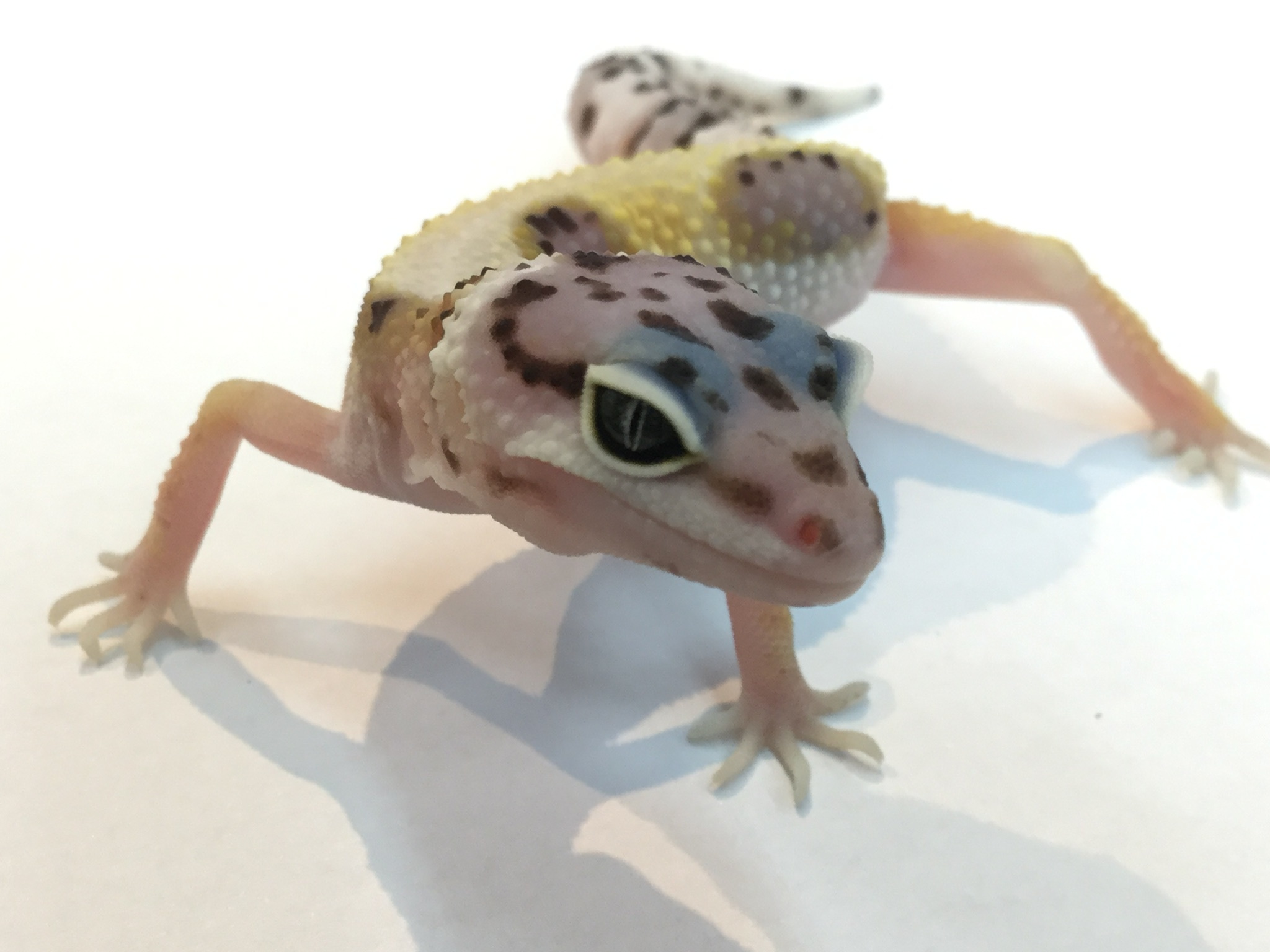 191206 レオパ・イモリ_f0189122_15485933.jpeg