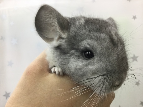 191206 チンチラ・うさぎ・ウズラ_f0189122_16025262.jpeg