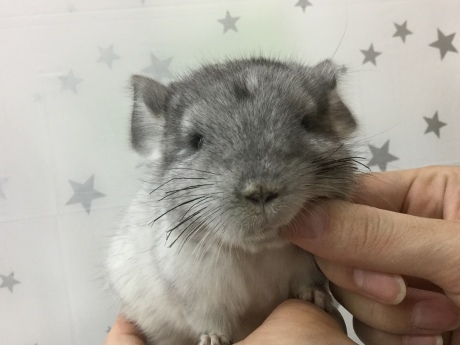 191206 チンチラ・うさぎ・ウズラ_f0189122_16031687.jpeg