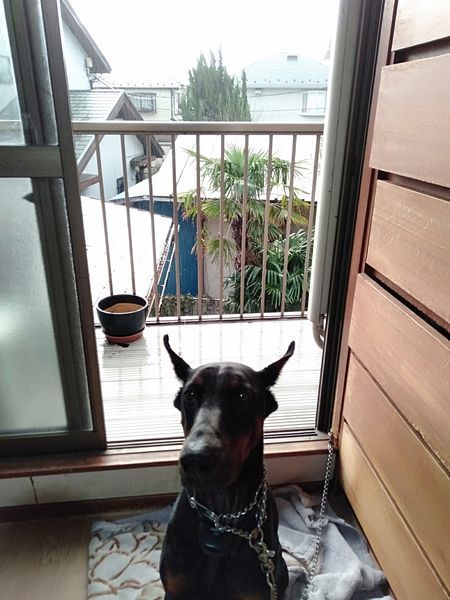 昨日の雨はすごかった_c0162128_22270618.jpg