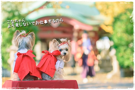 赤ちゃんの七五三詣りに同行。_d0179828_08282693.png