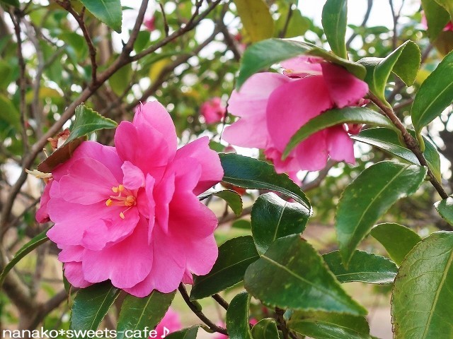 お散歩*山茶花_d0147030_03014296.jpg