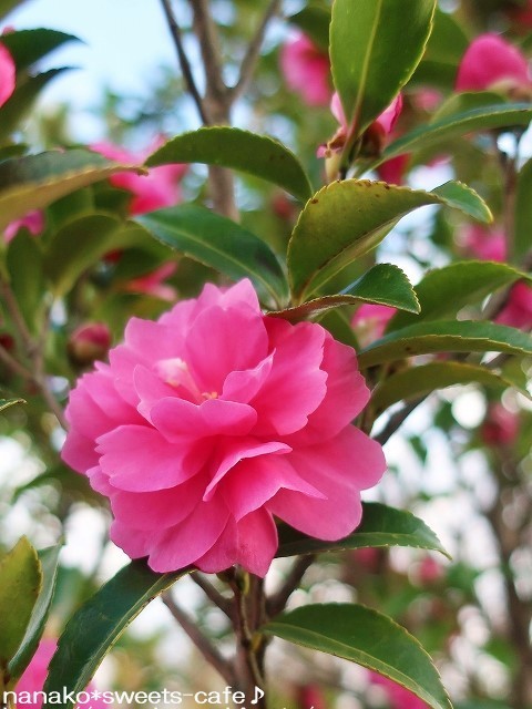 お散歩*山茶花_d0147030_03014945.jpg