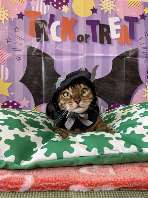 もう12月ですけど~~_c0006748_14150943.jpg