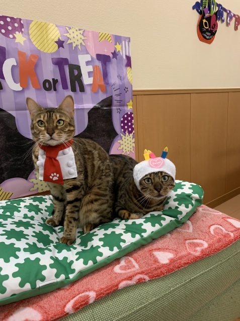 もう12月ですけど~~_c0006748_14171507.jpg