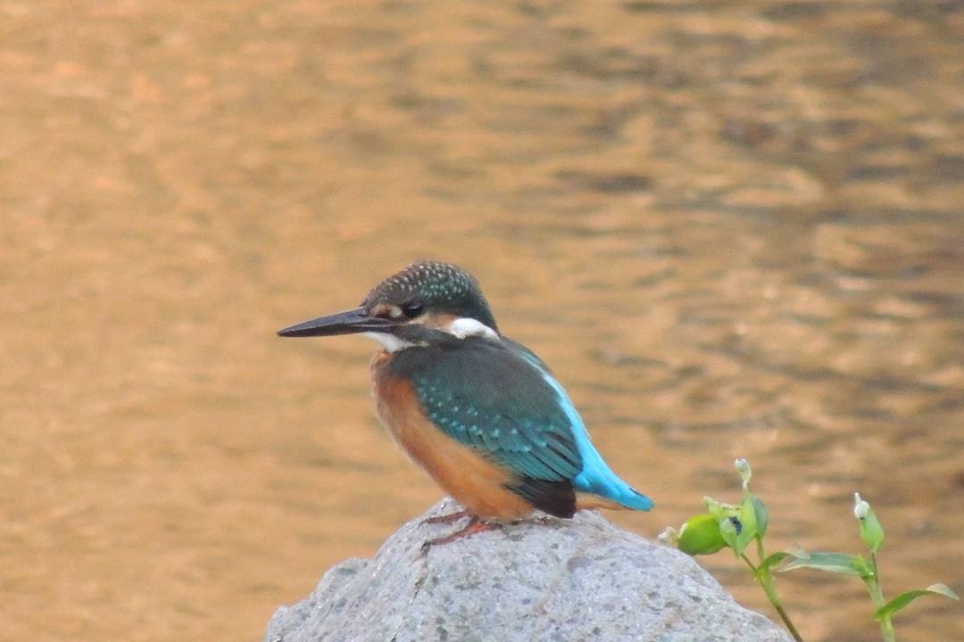 e0403850_15412254.jpg
