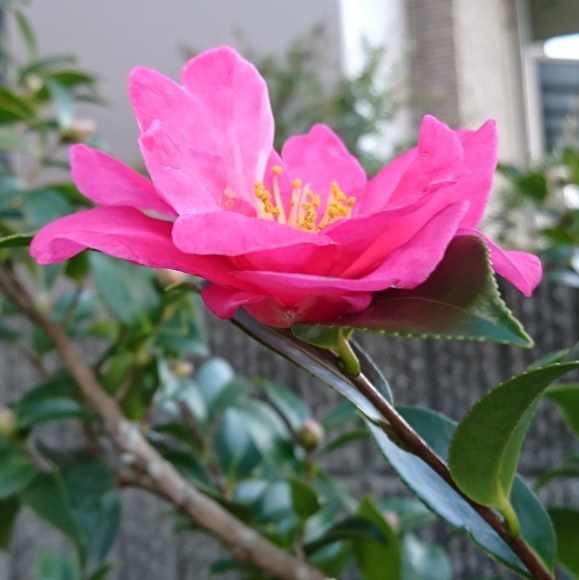 ++いつもと変わらない日々なのに*&庭のお花たち*++_e0354456_10371336.jpg