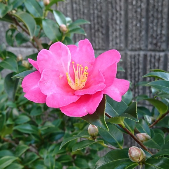 ++いつもと変わらない日々なのに*&庭のお花たち*++_e0354456_10371576.jpg