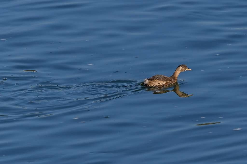 ユリカモメ_f0044056_13442803.jpg