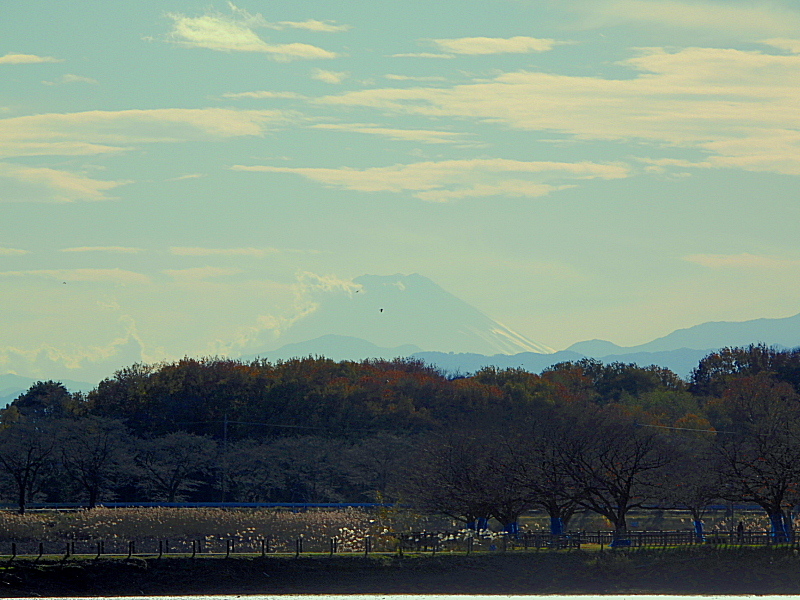 多々良沼で 遠すぎるミサゴさん など_c0305565_17513306.jpg