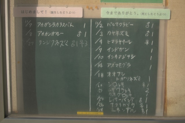 今までありがとう、チーキ_a0188771_22061922.jpg