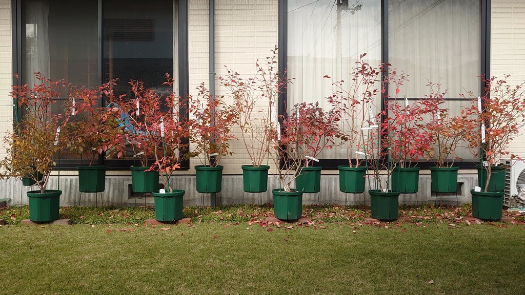 鉢植えブルーベリーの紅葉グラデーション in 広島市_d0358272_18470851.jpg