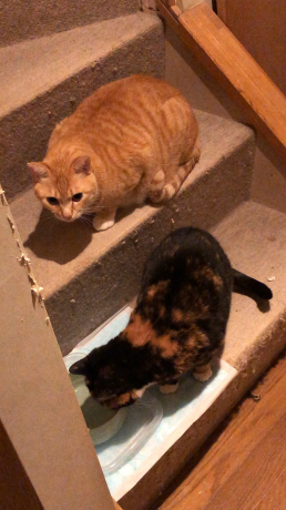 我が家のパティシエ_e0355177_14192316.jpg