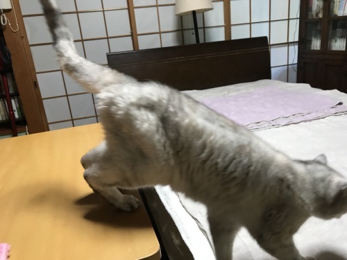 お茶目写真、見つけた_f0054677_08322441.jpeg