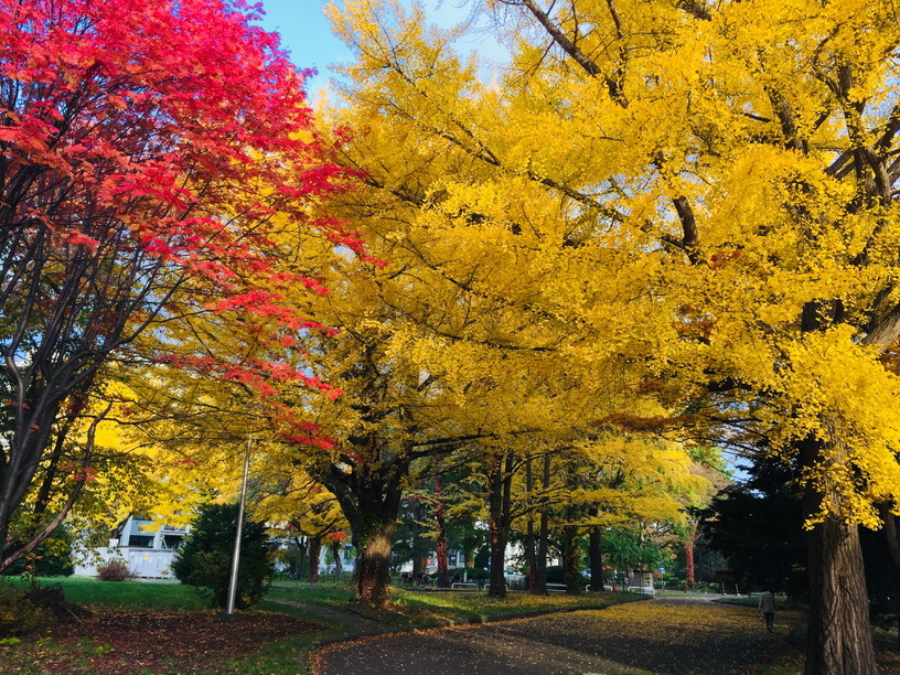 2019年11月『北海道の秋、11月』 November 219 \"The Autumn of Hokkaido, November\"_c0219616_15563844.jpg
