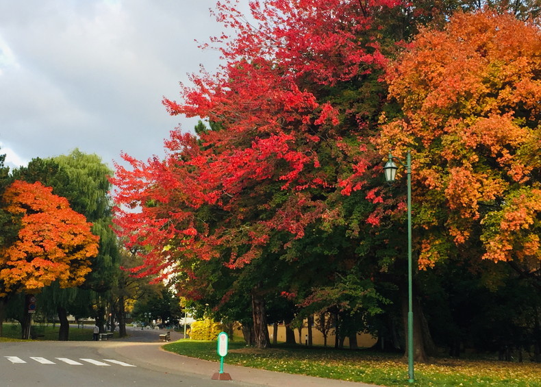 2019年11月『北海道の秋、11月』 November 219 \"The Autumn of Hokkaido, November\"_c0219616_15563861.jpg
