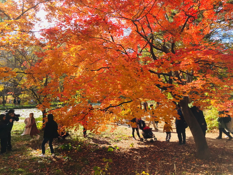 2019年11月『北海道の秋、11月』 November 219 \"The Autumn of Hokkaido, November\"_c0219616_15564102.jpg