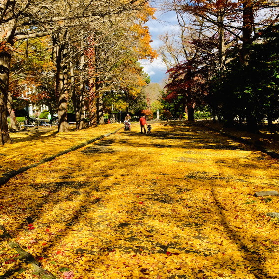 2019年11月『北海道の秋、11月』 November 219 \"The Autumn of Hokkaido, November\"_c0219616_16024743.jpg
