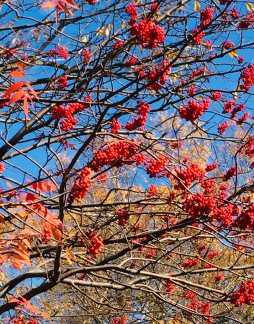 2019年11月『北海道の秋、11月』 November 219 \"The Autumn of Hokkaido, November\"_c0219616_16024872.jpg