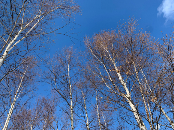 気持ちいい青空(^ ^)_f0096216_10591346.jpg