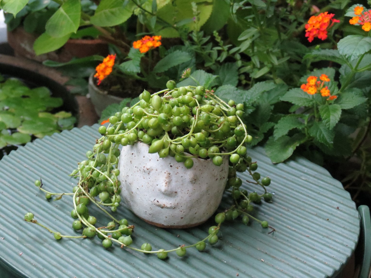 8月 顔鉢のグリーンネックレス あるまじろの庭