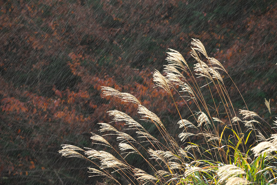 時雨れる_c0067040_11211189.jpg
