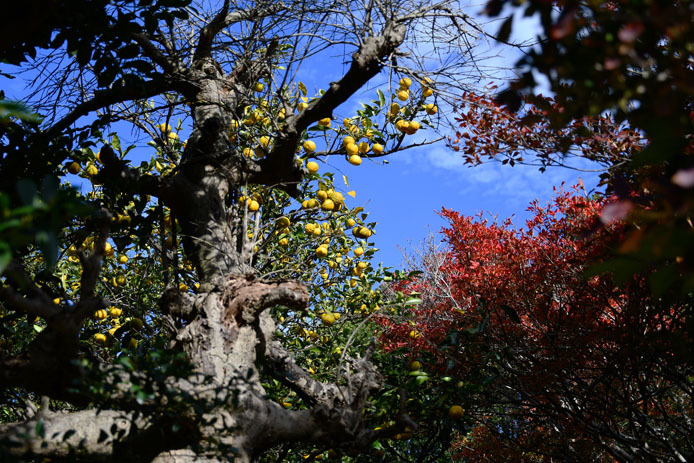 マテバシイ通りの山茶花_d0149245_17043868.jpg