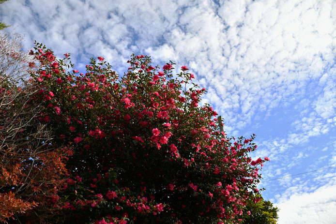 マテバシイ通りの山茶花_d0149245_17045135.jpg