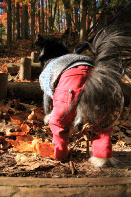 c0145250_12200991.gif