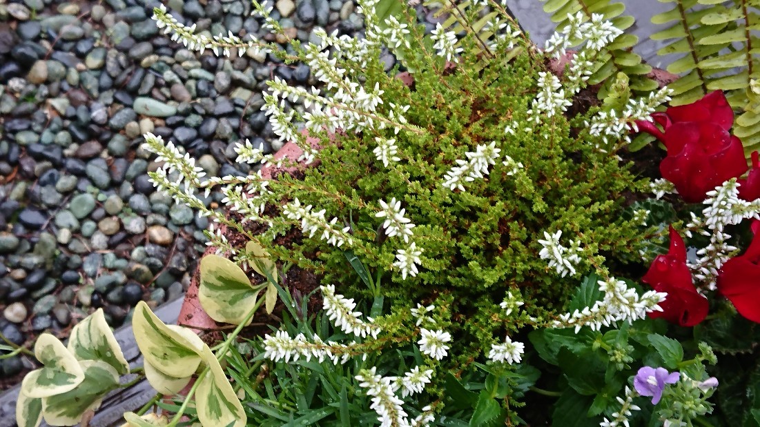 ギャザリング 寄せ植え 幸せごっこ ギャザリング 寄せ植え 幸せごっこ