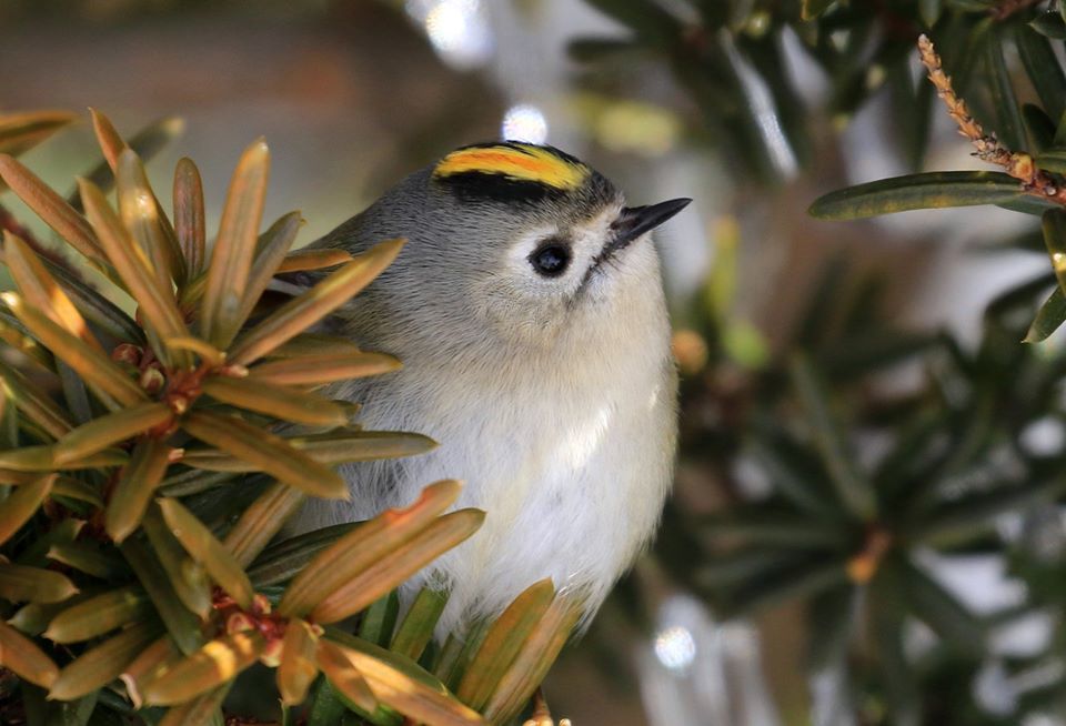公園のキクイタダキ アイヌモシリの野生たち 獣と野鳥の写真図鑑