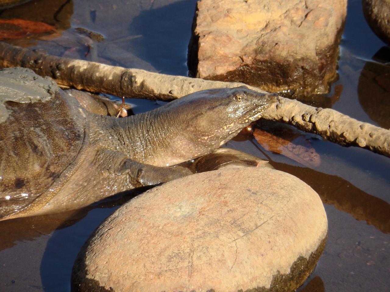 巨大スッポンと鳥達 自然風の自然風だより 巨大スッポンと鳥達 自然風の自然風だより