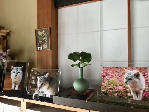 玖磨散歩&モンちゃんコーナー_f0054677_06100532.jpeg