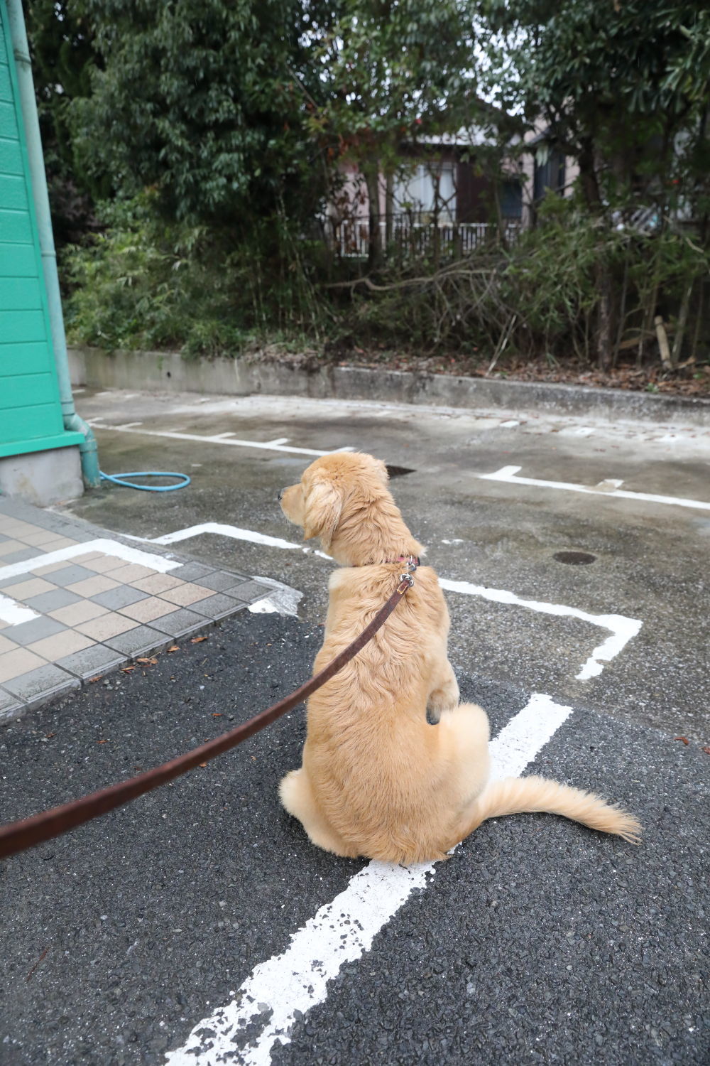 柵ジャンパー♪_b0275998_09320107.jpg