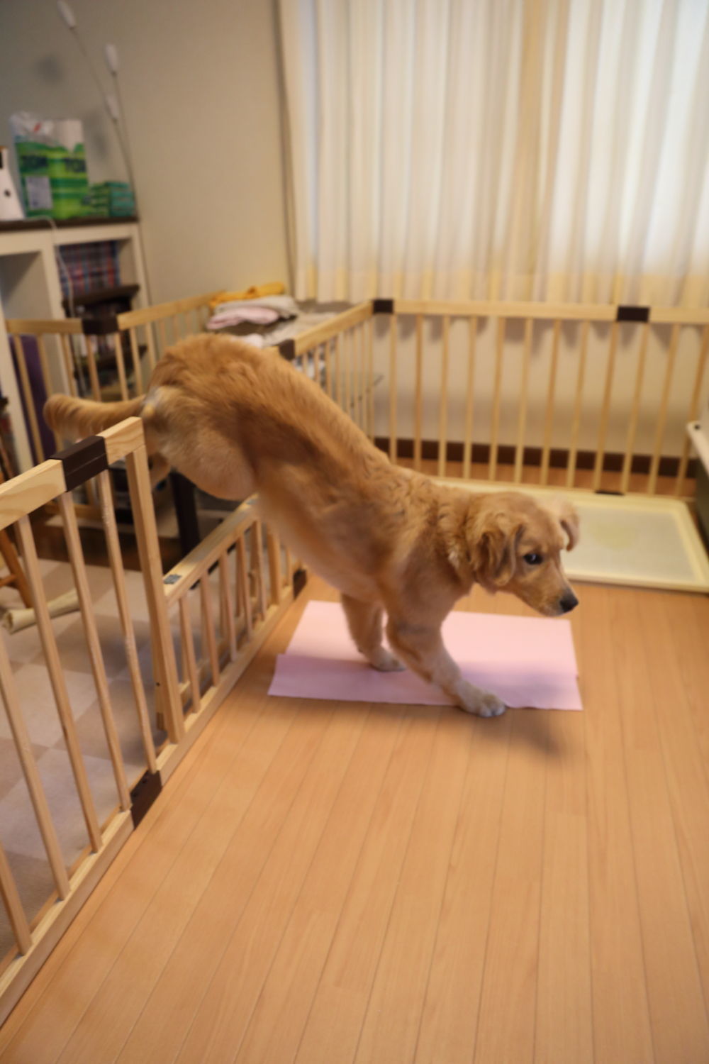 柵ジャンパー♪_b0275998_09385980.jpg