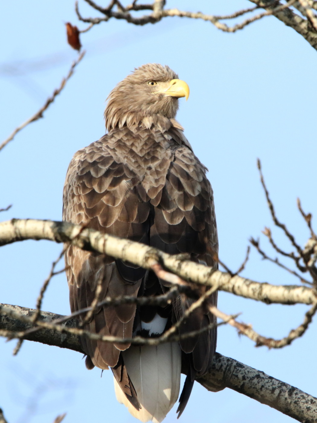 オジロワシ 今日の鳥さん