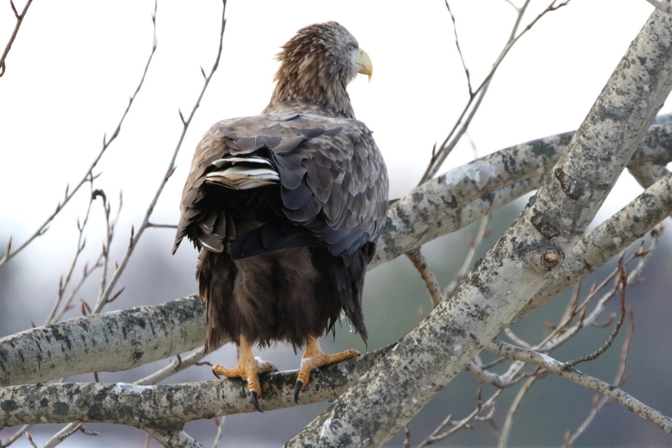 まぼろしの鳥―オジロワシを追って Yahoo!オークション - z06 「まぼろしの鳥 オジロワシを追って