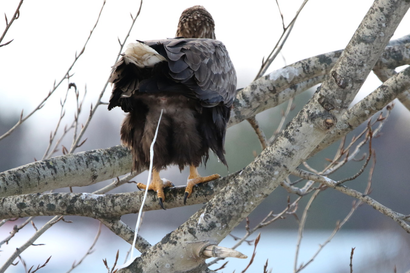 オジロワシ : 今日の鳥さんⅡ