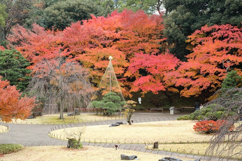 遅れていた紅葉が１２月７日になって見頃を迎えた小石川後楽園_b0291402_19553318.jpg