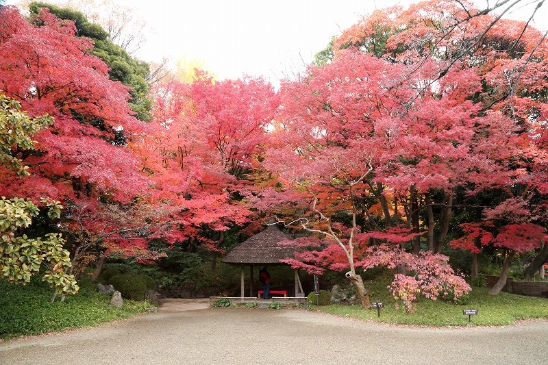 遅れていた紅葉が１２月７日になって見頃を迎えた小石川後楽園_b0291402_19554236.jpg