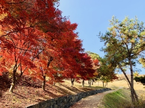 2019年11月紅葉の旅　⑨高霊（コリョン）へ_a0140305_04104461.jpg