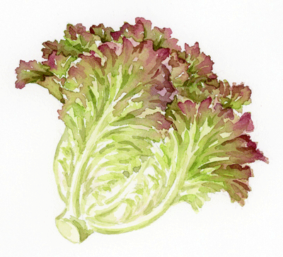 野菜イラスト サニーレタス Red Leaf Lettuce イラストレーター 川副美紀 Miki Kawazoe Illustrations Watercolor Colored Pencil