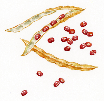 野菜イラスト あずき Red Bean イラストレーター 川副美紀 Miki Kawazoe Illustrations Watercolor Colored Pencil