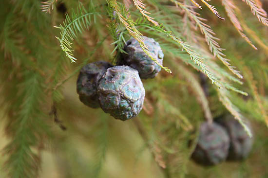 木の実と、精子発見のイチョウ（小石川植物園）_e0255509_2062587.jpg