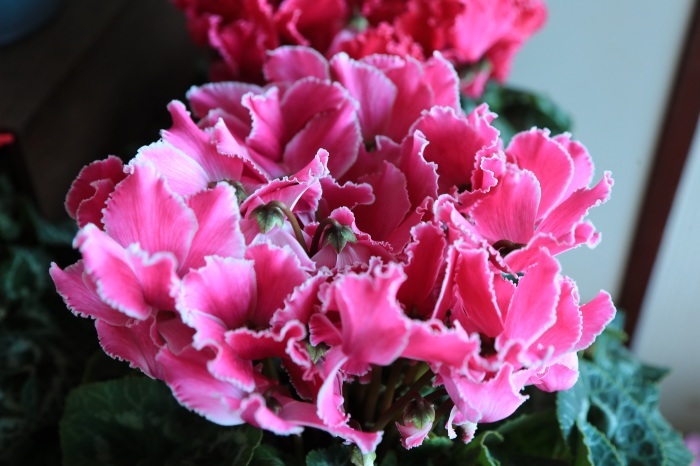 暮らしの中の花・・・（４２３２）_e0349324_09045883.jpg