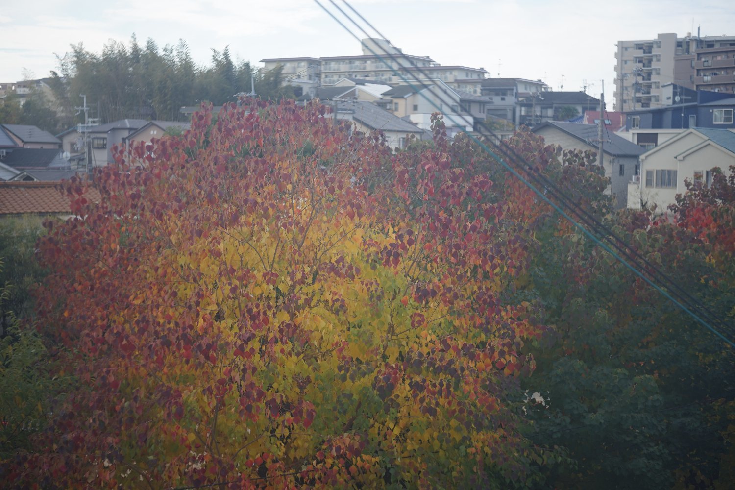 テッサー 50mm 四姉妹の サンハンテッサー_b0069128_10235432.jpg