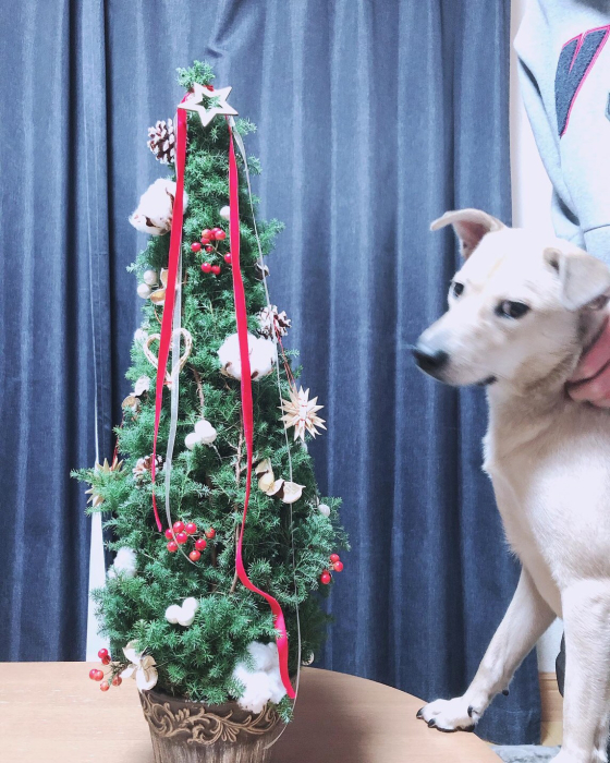 ゆったりとクリスマスツリーのレッスン_f0155431_20512114.jpg
