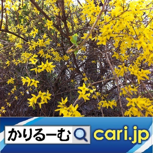 クリスマスミサを経験してみたい。 cari.jp_a0392441_10121416.jpg