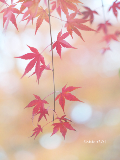 鹿沼 掬翠園の紅葉2019 そして、おこんにゃく茶屋のランチ_e0227942_00270660.jpg